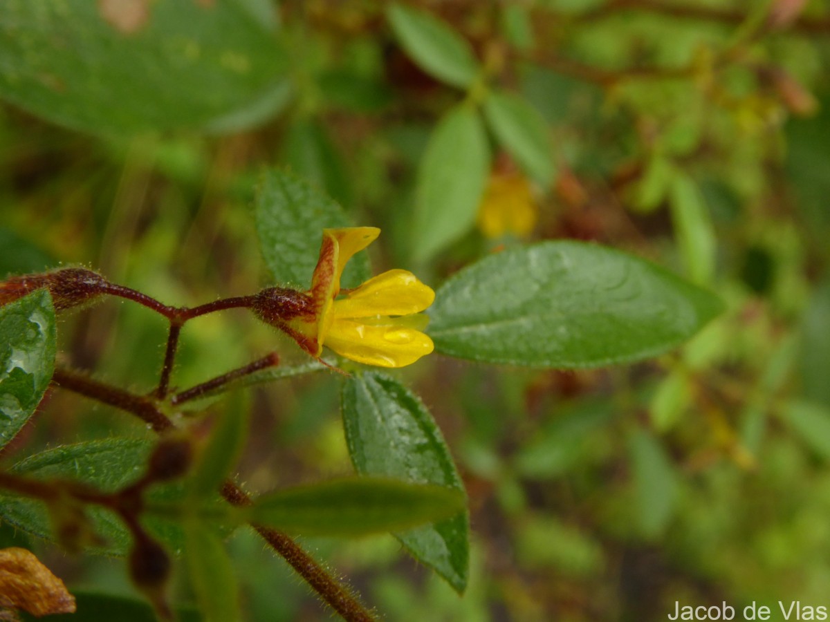 Rhynchosia cana (Willd.) DC.